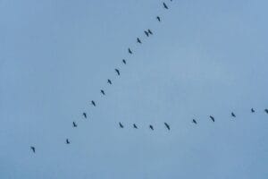 Geese